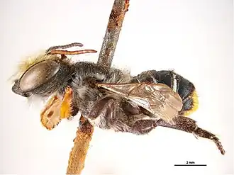 Megachile phenacopyga