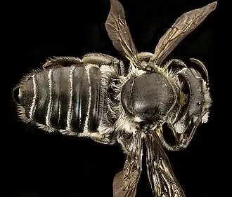 Megachile pruina