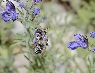 Megachile pyrenaica