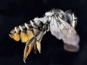 Megachile relativa