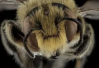 Megachile rubi
