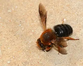 Megachile sicula