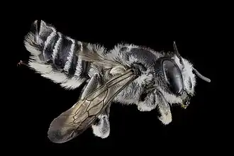Megachile texana