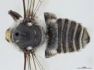 Megachile waterhousei