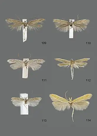 Megacraspedus lagopellus