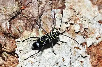 Megacyllene angulata