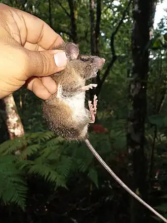 Megadontomys nelsoni