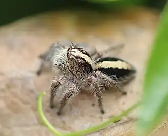 Euophrys sutrix