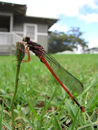 Megalagrion blackburni
