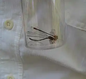 Megalagrion xanthomelas