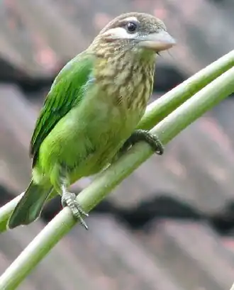 Groene baardvogel