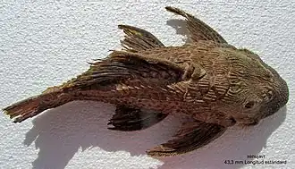 Megalancistrus parananus