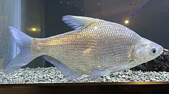 Megalobrama amblycephala