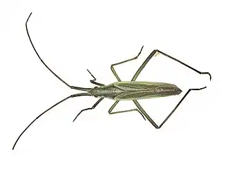 Megaloceroea recticornis