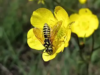 Megalodontes capitalatus