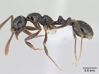 Megalomyrmex incisus