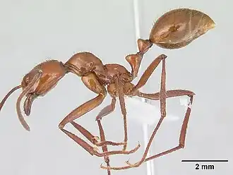 Megalomyrmex leoninus