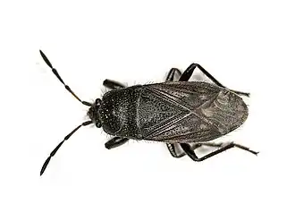 Megalonotus chiragra