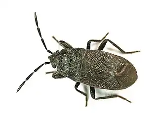 Megalonotus dilatatus