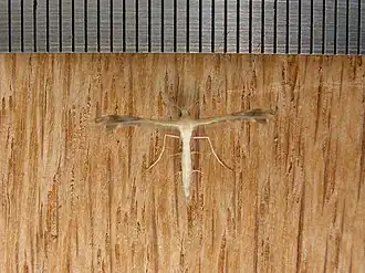 Megalorhipida leucodactylus