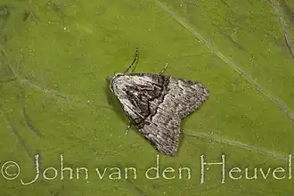 Zwartlijnvisstaartje