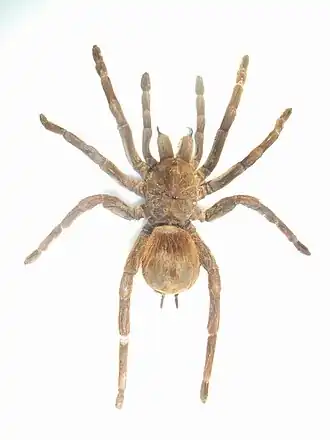 Megaphobema velvetosoma