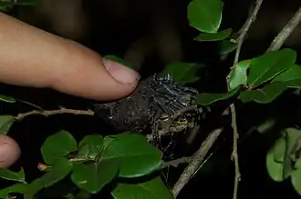 Megaraneus gabonensis