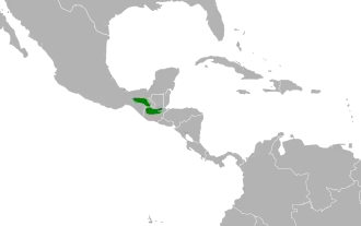 Santabarbaraschreeuwuil