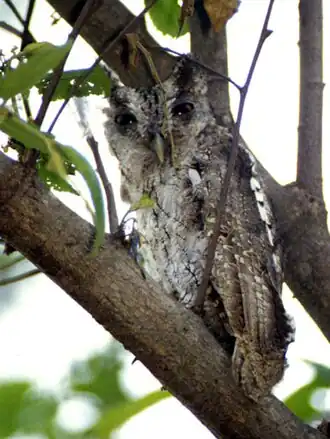 Mangrove-schreeuwuil