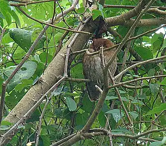 Santamartaschreeuwuil