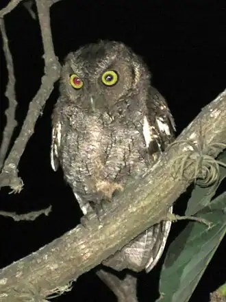 Marañónschreeuwuil