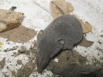 Grote woestijnspitsmuis