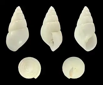 Odostomia conoidea