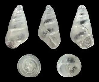 Megastomia winfriedi