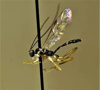 Megastylus impressor