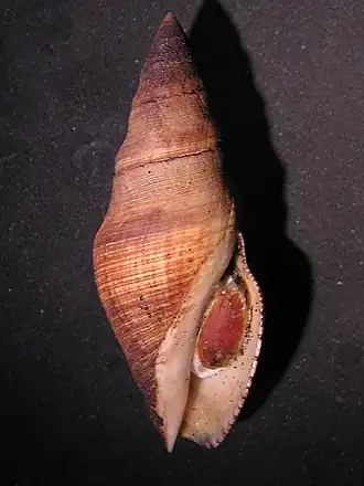 Megasurcula stearnsiana