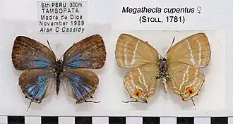 Megathecla cupentus