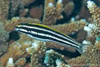 Meiacanthus lineatus