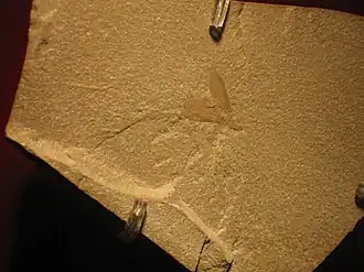 Meiatermes bertrani (Hodotermitidae) is een zeer oude soort uit het Krijt en leefde zo'n 125 tot 130 miljoen jaar geleden.