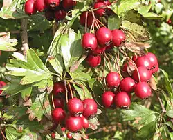 Vruchten van eenstijlige meidoorn