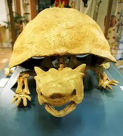 Meiolania platyceps uit de volledig uitgestorven familie Meiolaniidae