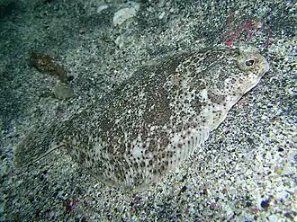 Pleuronichthys japonicus