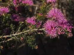 Melaleuca seriata