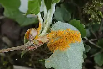 Uredinia bij Melampsora aecidioides