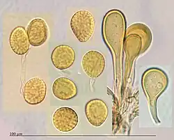 Urediniosporen met parafysen van waardrijke wilgenroest