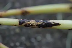 Telia van wolfsmelkroest