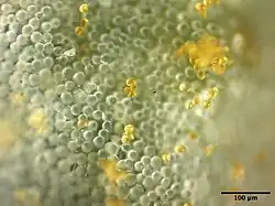 Uredium met urediniosporen van wolfsmelkroest