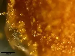 Uredinium van wolfsmelkroest