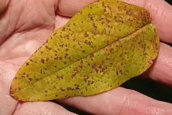 Spermogonia van hertshooiroest