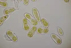 Urediniosporen van lariks-populierenroest